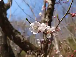 壽徳寺 じゅとくじ(福島県)(2023年04月08日(土) 08時11分18秒投稿)