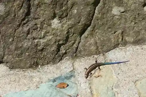 二見興玉神社の動物