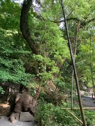 來宮神社の自然