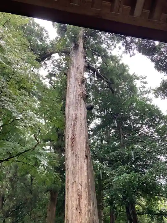 一之宮神社の自然