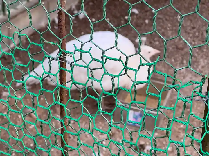 進雄神社(群馬県)
