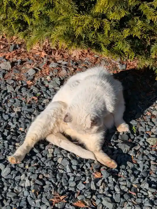 盛岡八幡宮(岩手県)