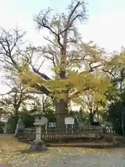 八坂神社の自然