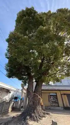 若宮八幡神社(徳島県)