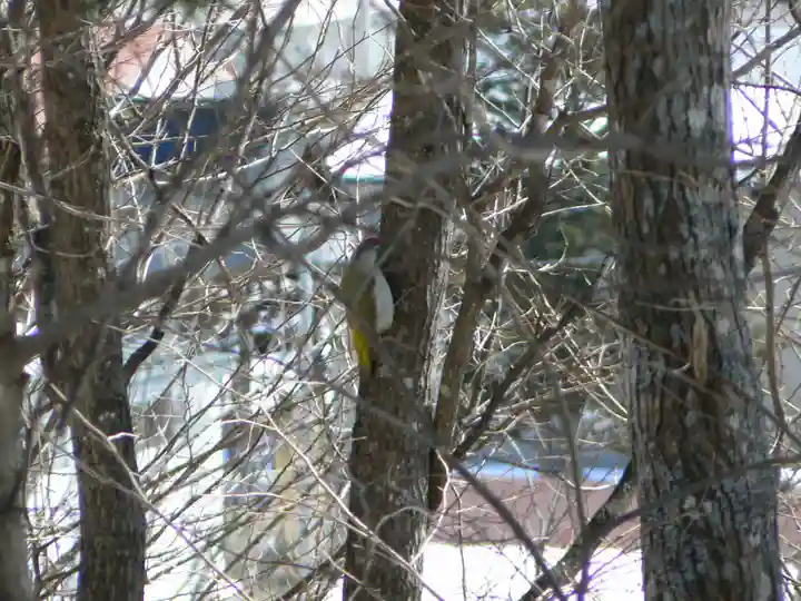 留辺蘂神社の動物