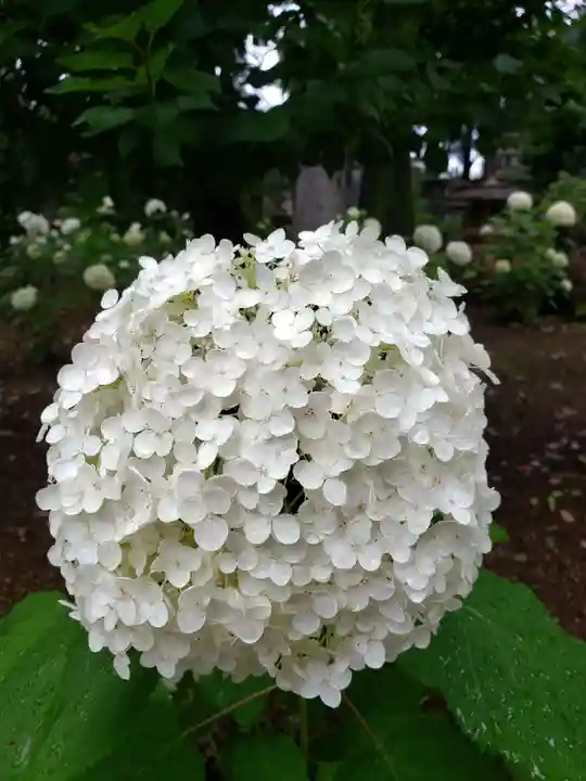 妙法寺(東京都)