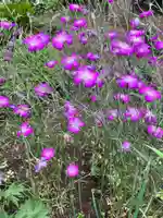 明月院(神奈川県)