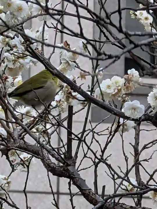 銀世界稲荷神社(東京都)