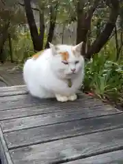 御誕生寺（猫寺）の動物