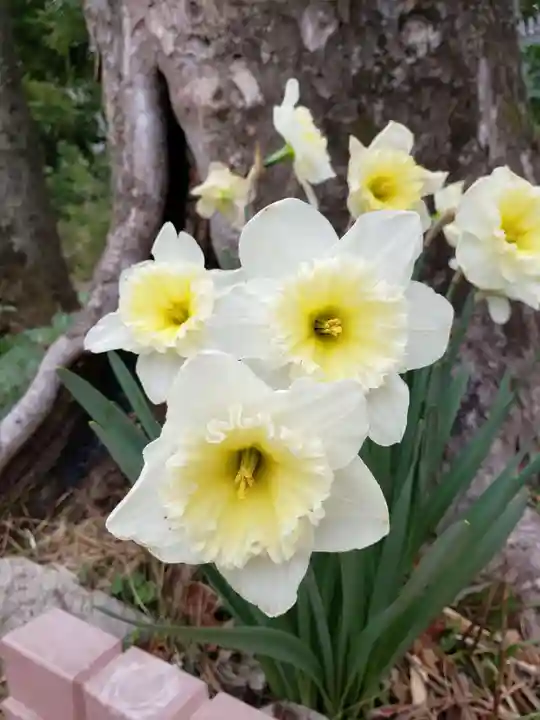鷺宮八幡神社の自然