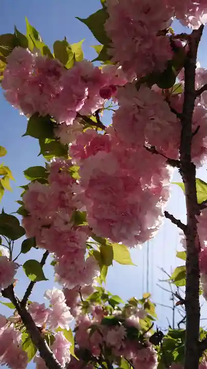 由加山 由加神社本宮(岡山県)