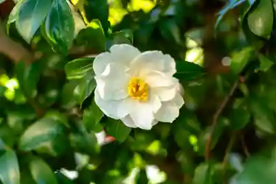宇治神社(京都府)