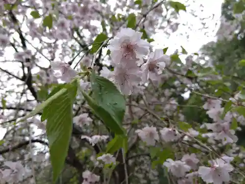 白山神社(福井県)
