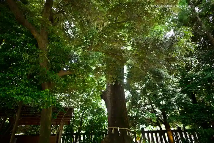 川越氷川神社(埼玉県)