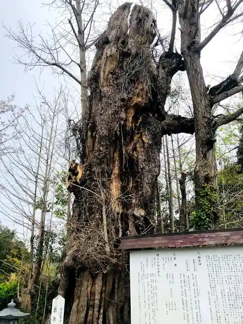 諏訪神社の自然