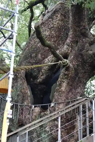 山王神社の自然