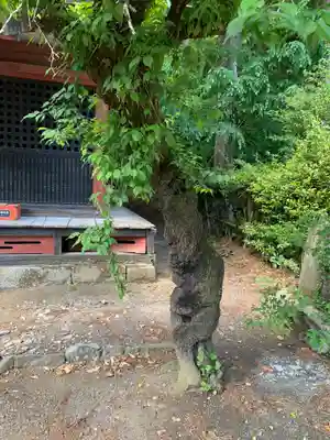 宇都宮神社（白岩町）の自然
