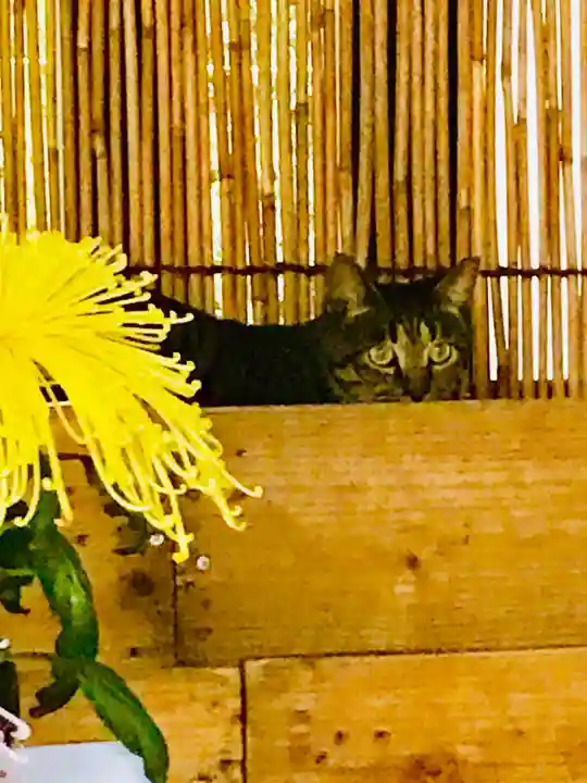 笠間稲荷神社の動物