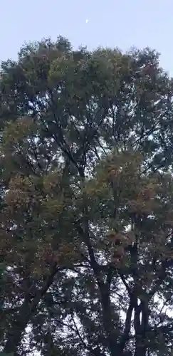 上小岩天祖神社の自然