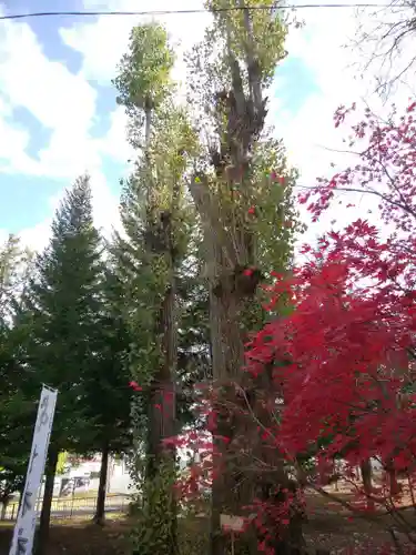 美幌神社の自然