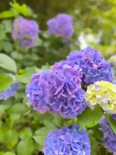富士山本宮浅間大社の自然