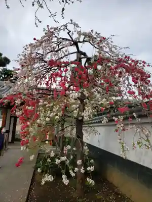 圓照寺(東京都)