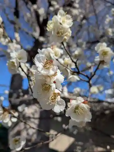 新宿下落合氷川神社(東京都)