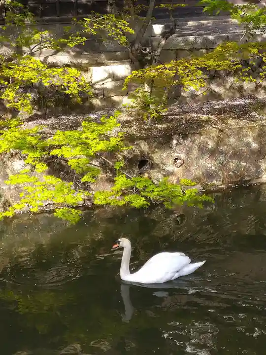阿智神社の動物