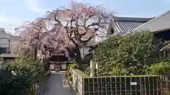 地蔵院（椿寺）の自然