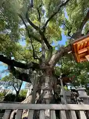 杭全神社(大阪府)