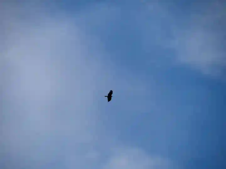 鶴岡八幡宮の動物