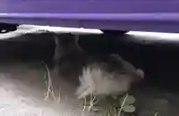 豊平神社の動物