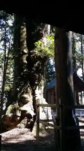 諏訪大社の自然