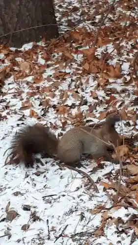 北海道神宮の動物