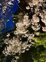 阿佐ヶ谷神明宮の自然