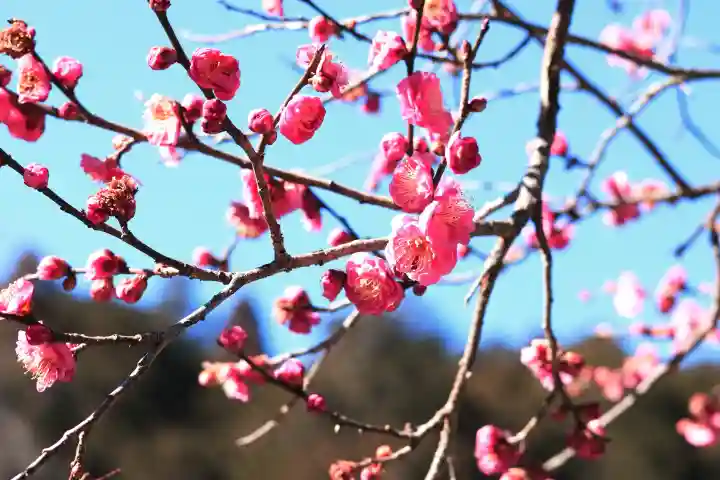 高麗神社の{uncategorized: "未分類", other: "その他", undefined: "問題あり", building: "その他建物", grave: "お墓", sacred_gate: "鳥居", guardian: "狛犬", statue: "像", buddha: "仏像", history: "歴史", nature: "自然", garden: "庭園", animal: "動物", pagoda: "塔", temizu: "手水舎", mountain_gate: "山門・神門", sanctuary: "本殿・本堂", subordinate: "末社・摂社", art: "芸術", scenery: "景色", jizo: "地蔵", ema: "絵馬", goshuin: "御朱印", omikuji: "おみくじ", items: "授与品その他", amulet: "お守り", goshuincho: "御朱印帳", eats: "食事", festival: "お祭り", votive_dance: "神楽", shichigosan: "七五三参", wedding: "結婚式", experience: "体験その他", initially: "初詣", around: "周辺", anti_infection: "感染症対策"}
