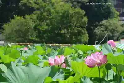 寛永寺不忍池弁天堂(東京都)