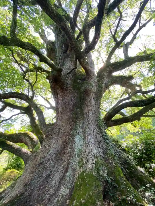 金刀比羅宮の自然
