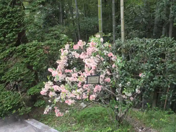 宝登山神社奥宮の自然