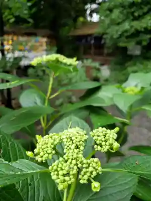 阿佐ヶ谷神明宮(東京都)