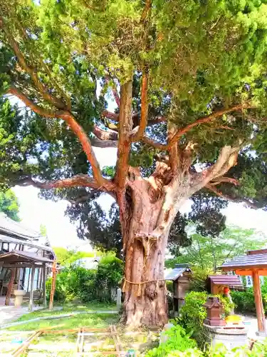 大善院（観蓮寺大善院）の自然