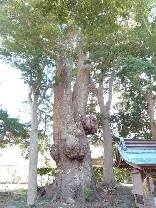 部田神社の自然