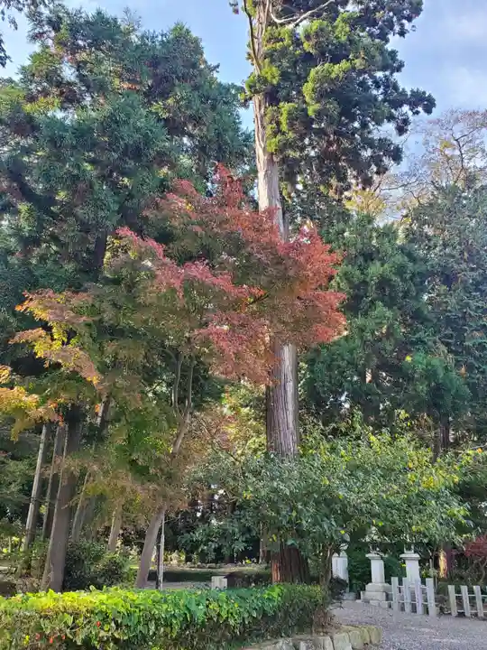 沙沙貴神社の自然