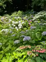 長谷寺(神奈川県)