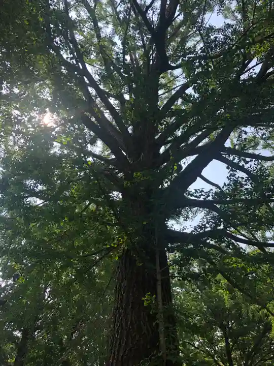 田無神社の自然