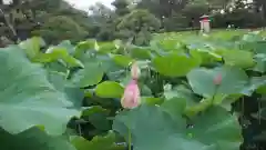 白山神社の自然