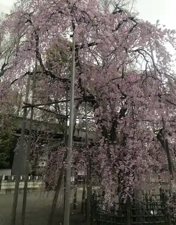 大國魂神社の自然