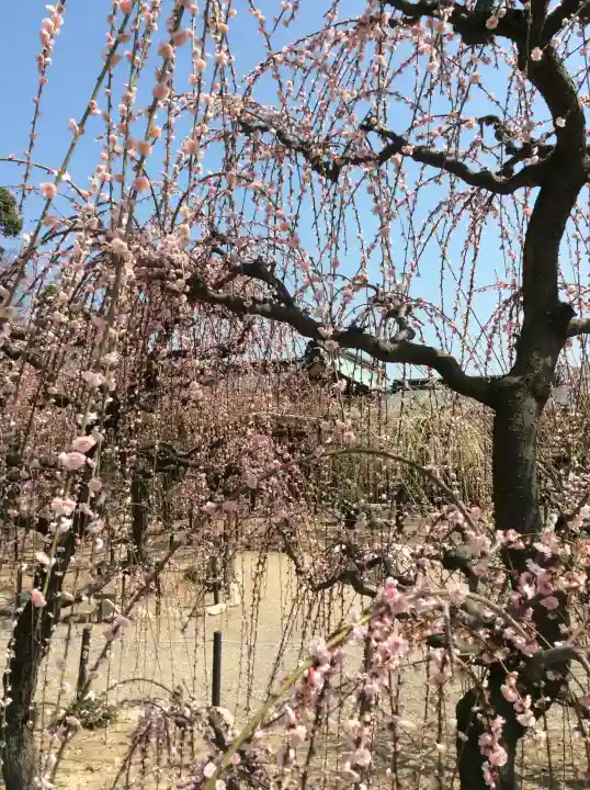 結城神社の{uncategorized: "未分類", other: "その他", undefined: "問題あり", building: "その他建物", grave: "お墓", sacred_gate: "鳥居", guardian: "狛犬", statue: "像", buddha: "仏像", history: "歴史", nature: "自然", garden: "庭園", animal: "動物", pagoda: "塔", temizu: "手水舎", mountain_gate: "山門・神門", sanctuary: "本殿・本堂", subordinate: "末社・摂社", art: "芸術", scenery: "景色", jizo: "地蔵", ema: "絵馬", goshuin: "御朱印", omikuji: "おみくじ", items: "授与品その他", amulet: "お守り", goshuincho: "御朱印帳", eats: "食事", festival: "お祭り", votive_dance: "神楽", shichigosan: "七五三参", wedding: "結婚式", experience: "体験その他", initially: "初詣", around: "周辺", anti_infection: "感染症対策"}