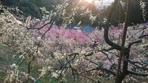大縣神社の自然
