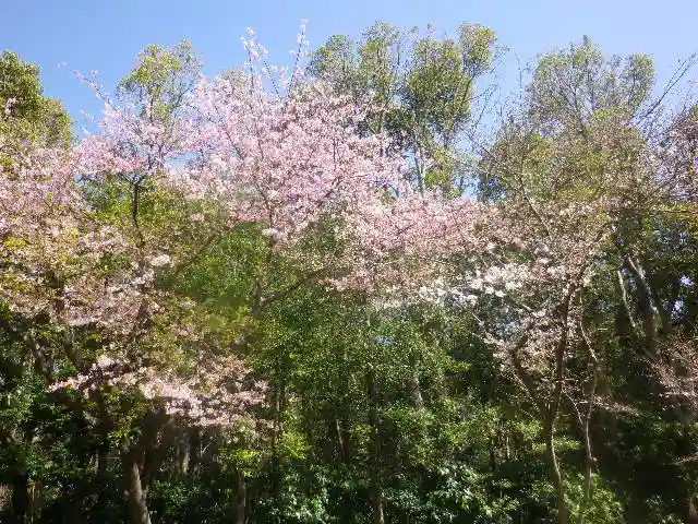 鶴岡八幡宮の自然